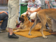 Bild 084