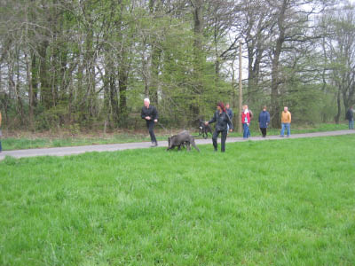 Doggentreffen Wuppertal 017