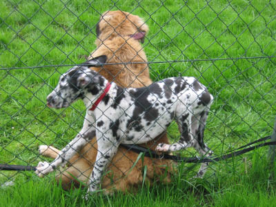 Doggentreffen Wuppertal 083