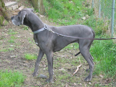 Doggentreffen Wuppertal 158