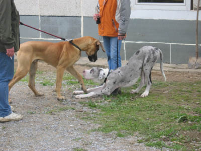 Doggentreffen Wuppertal 170