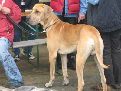 Doggentreffen Wuppertal 178