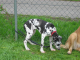 Doggentreffen Wuppertal 092