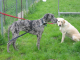 Doggentreffen Wuppertal 160