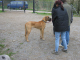 Doggentreffen Wuppertal 161