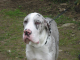 Doggentreffen Wuppertal 165