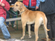 Doggentreffen Wuppertal 178