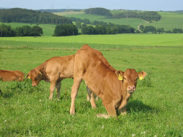 Eifel 164